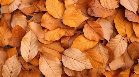 Fondo Y Textura De Hojas Naturales Una Vista Cautivadora De La Temporada De Otoño árbol De