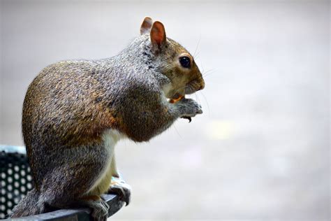 X Resolution Squirrel Holding Nut Hd Wallpaper Wallpaper Flare