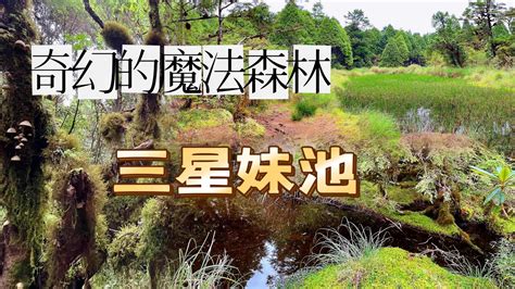 三星池步道實在太療癒～這絕對是太平山森林遊樂區的秘境，松蘿球的樹林美的太夢幻！ 宜蘭 太平山 三星池 三星池妹池 魔法森林 絕對