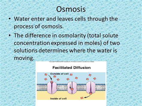 Chapter Osmoregulation And Excretion Overview A Balancing Act