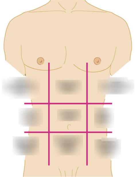 Lab Test 1 Abdominopelvic Quadrants And Regions Diagram Quizlet