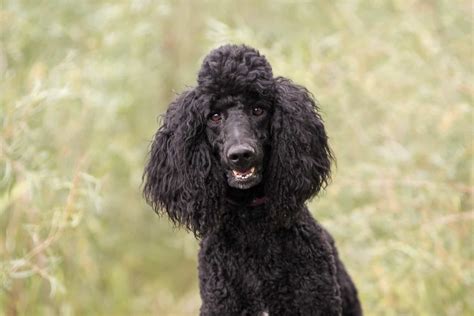 Black Poodle Exploring Popular And Rare Poodle Coat Colors