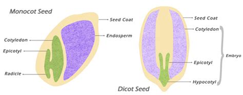monocots  dicots theagricos