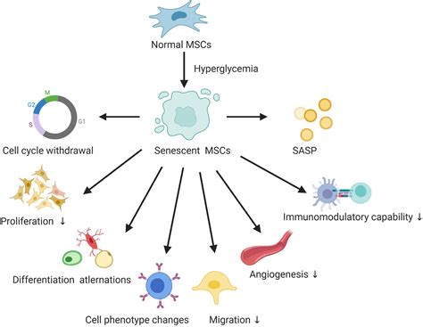 Frontiers Role Of Hyperglycemia In The Senescence Of Mesenchymal Stem