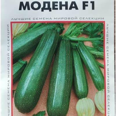 Кабачок Модена: описание и характеристики сорта, особенности посадки и ...