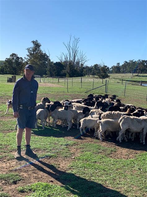 Dorper Sheep Society Australia Photos Category Western Region Expo