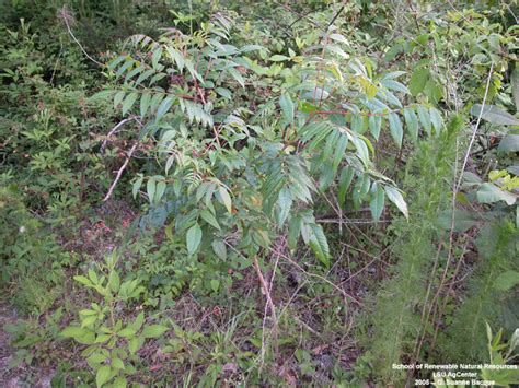 Louisiana Plant Id Rhus Copallinum Winged Sumac