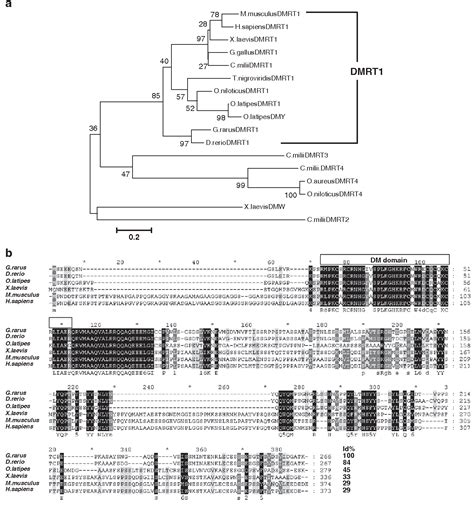 Figure 1 From Sexually Dimorphic And Ontogenetic Expression Of Dmrt1