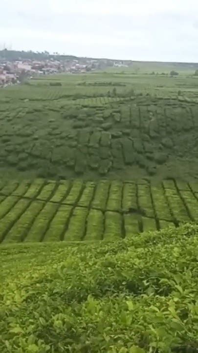 Kebun Teh Kayu Aro Kerinci Youtube