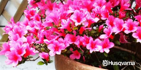 C Mo Cuidar Azaleas Claves Para Mantener Plantas Exigentes