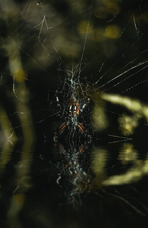 Close-up Photo of a Spiderweb · Free Stock Photo