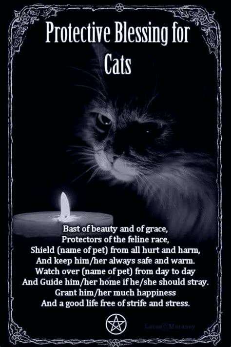 Keeping outdoor cats warm in winter – Artofit