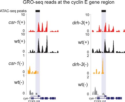 Figure 2 From Interplay Between Small Rna Pathways Shapes Chromatin