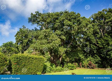 Mango Tree and Hanging Green Mangoes Stock Photo - Image of plant ...