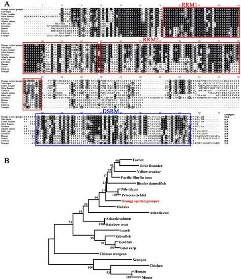 Amino Acid Sequence Alignment And Phylogenetic Relationship Of Ecdnd