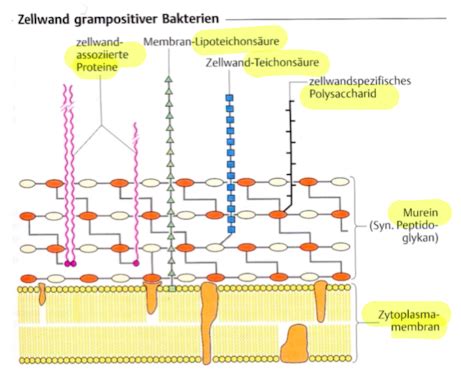 Aufbau Der Bakterien Vl Flashcards Quizlet