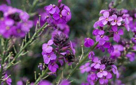 These Are The Ideal Growing Conditions For Growing Erysimum