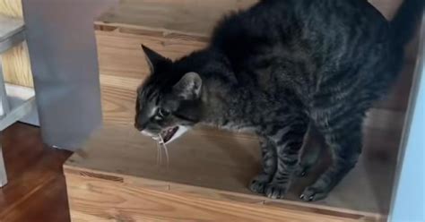 Gatito se vuelve viral en TikTok por su reacción al ver llegar a sus