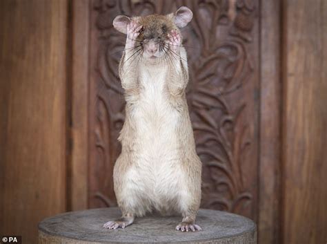 Mine Clearing Rat Magawa Who Was Awarded A Gold Medal For Heroism In