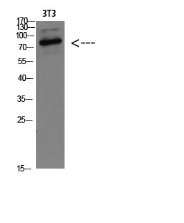 GRP78 BiP Polyclonal Antibody WB IHC P Buy Now Abcepta