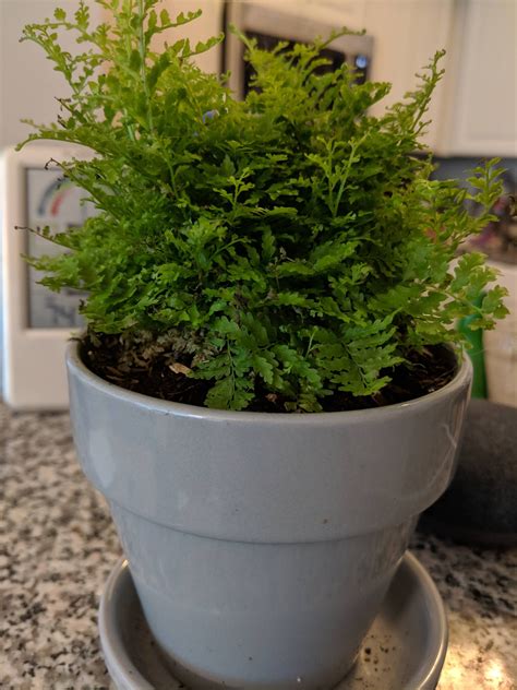 home depot ferns 8