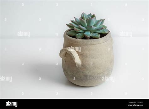 Echeveria Succulent Plant In A Ceramic Pot On White Background Home