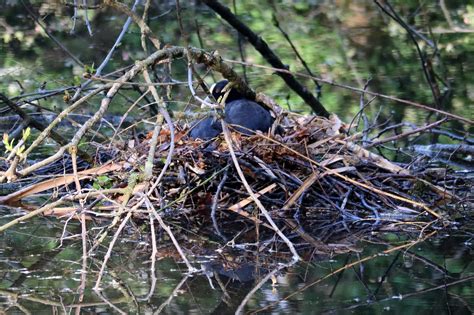 Coot Nest Lake Free Photo On Pixabay Pixabay