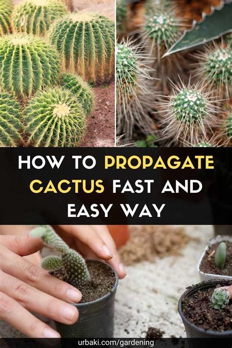 How To Propagate Cactus Fast And Easy Way Propagating Cactus Cactus