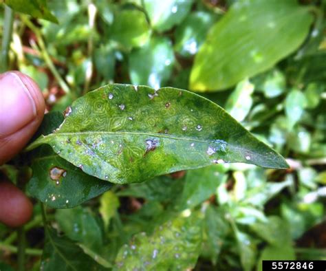 Capsicum Chlorosis Virus Tospovirus Capsicum Chlorosis Virus Cacv