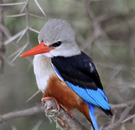 Pin by Richard on Birds----RAH | Birds