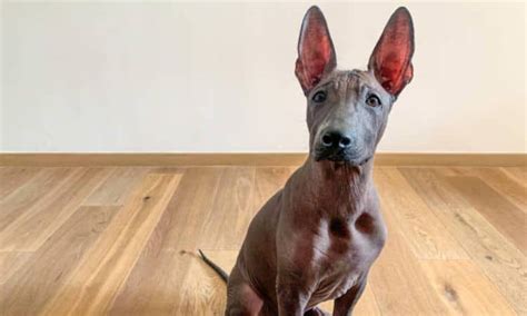 Xoloitzcuintli Mix A Unique And Loving Breed For Your Home