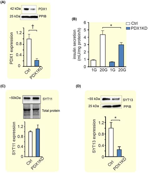 The Highly Expressed Calciuminsensitive Synaptotagmin And