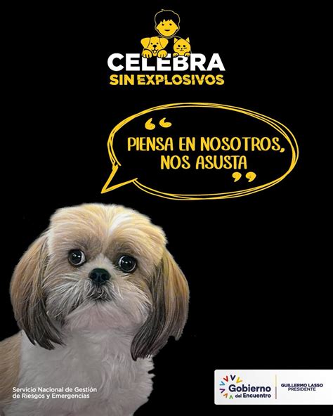 Riesgos Ecuador On Twitter Cuida A Tus Mascotas Los Fuertes Sonidos