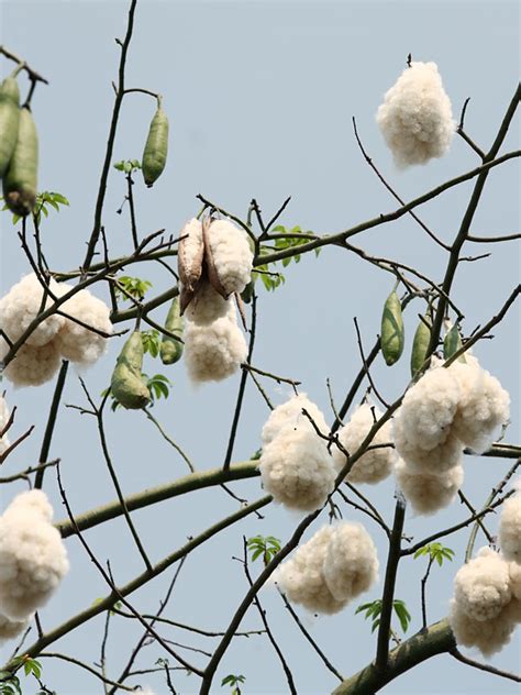 Kapok Silk Cotton Tree Ceiba Pentandra Urban Tropicals