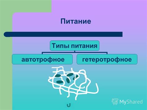Презентация на тему: "Лишайники занимают особое место в системе ...