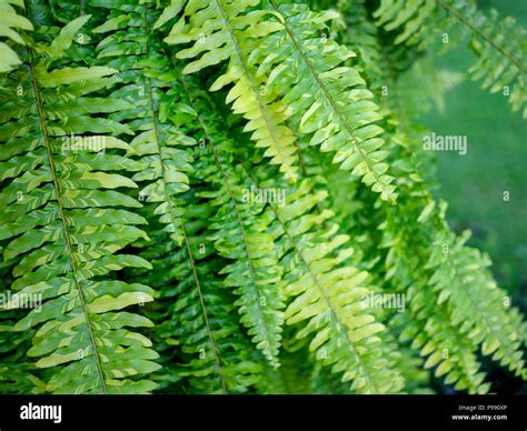 Hermosas Hojas De Helecho Tiger El Helecho Nephrolepis Exaltata