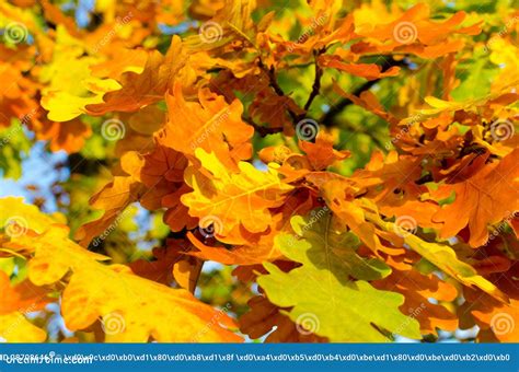 Yellow Oak Leaves In Autumn On A Sunny Day Stock Image Image Of Plant