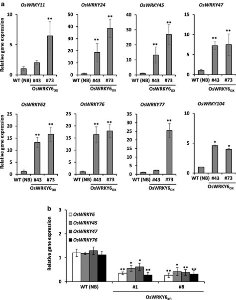 Gene Expression Of OsWRKYs In OsWRKY6 Overexpression OX And Knockdown