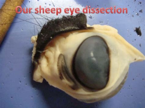 Sheep eye dissection