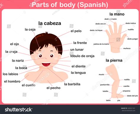 Basic Body Parts In Spanish
