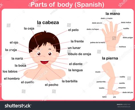 Parts Body Spanish Language Stock Vector 163521161 Shutterstock