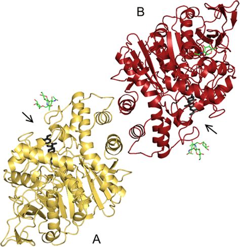 Acetylcholinesterase Structure