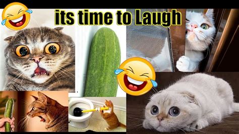 Funny Cats Will Make You Laugh Funny Cat Compilation Cute Baby