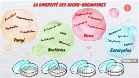 LA DIVERSITÉ DES MICRO ORGANISMES