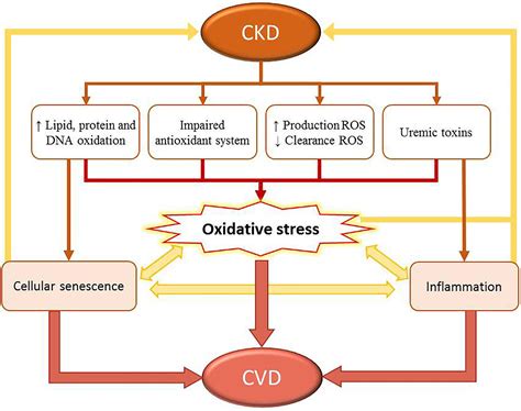 Frontiers Mechanisms Of Cardiovascular Disorders In Patients With