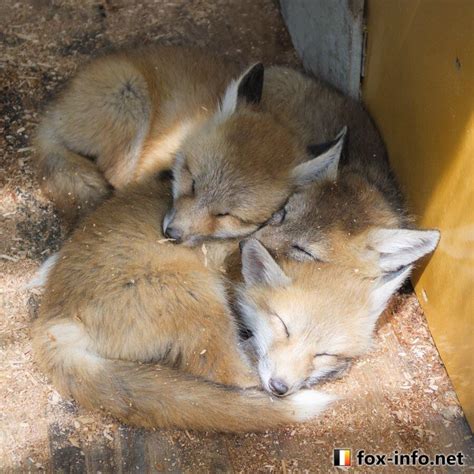 Foxes cuddling up : r/TheCuddlePuddle