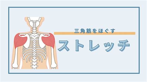 硬い三角筋をほぐすストレッチ｜肩こりに効果的！《前部・中部・後部》別に紹介 Hogugu（ホググ）