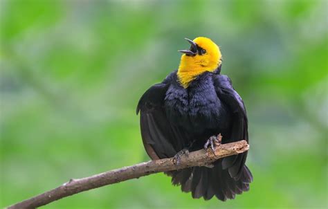 Wallpaper Background Bird Branch Singing For Mobile And Desktop