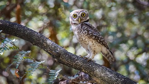 Owls — Overview And Why They Make Bad Pet Birds