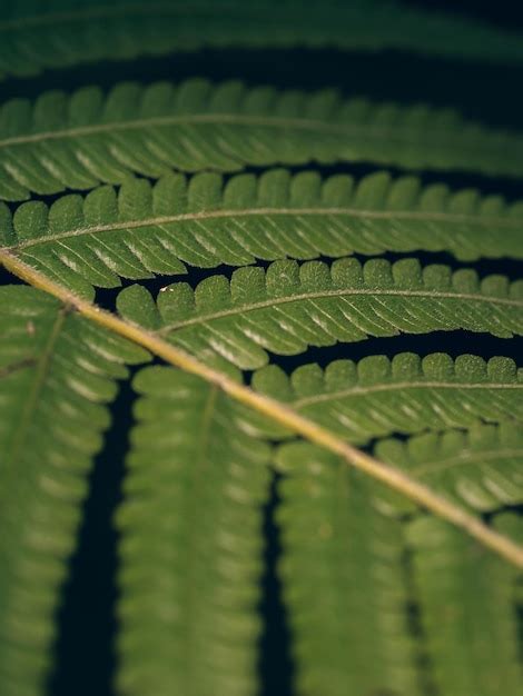 Textura De Hojas De Helecho Verde De Primer Plano En La Naturaleza